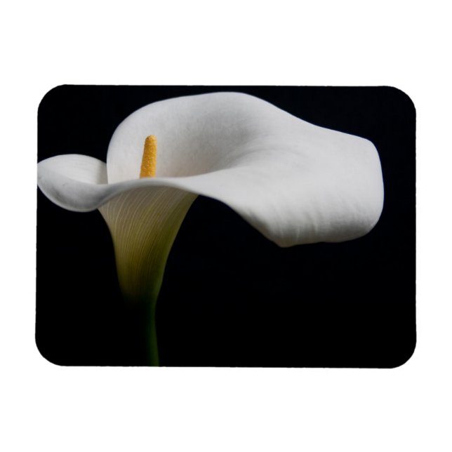 Blumen | White Calla Lily Magnet (Horizontal)