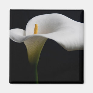 Blumen   White Calla Lily Magnet