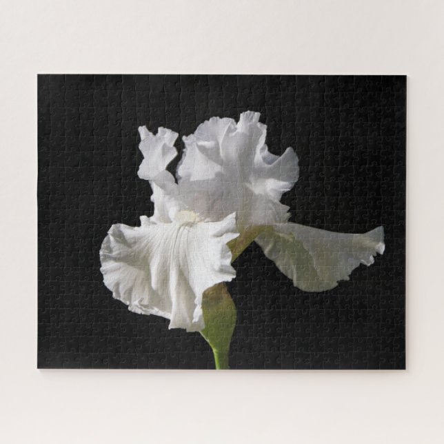 Blumen | White Iris (Horizontal)