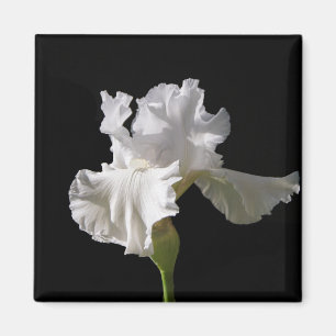 Blumen White Iris Magnet