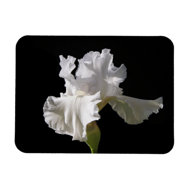Blumen | White Iris Magnet (Horizontal)