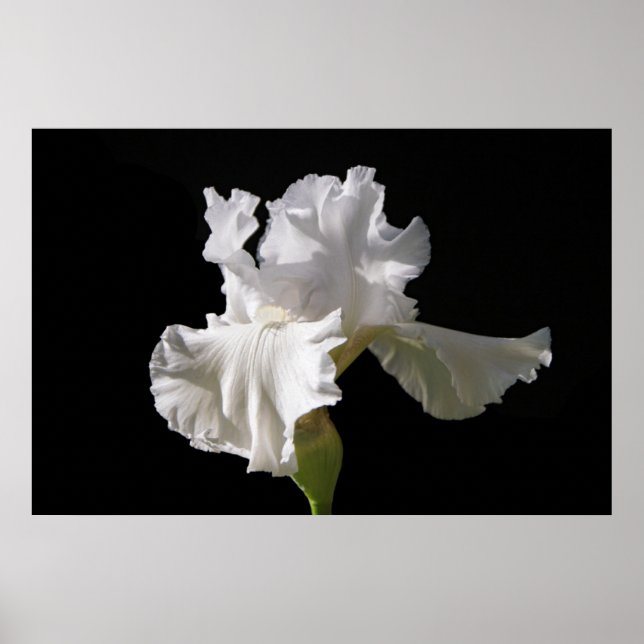Blumen | White Iris Poster (Vorne)
