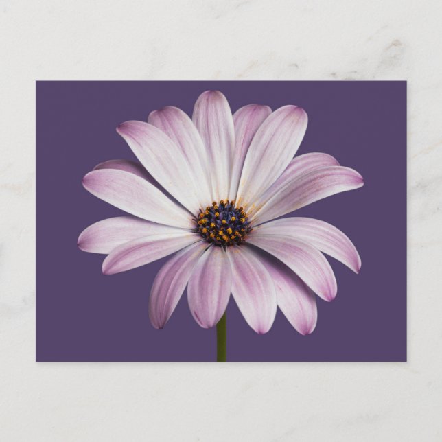 Blumen | White & Lila Daisy Postkarte (Vorderseite)