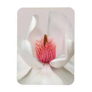 Blumen   White Magnolia Magnet