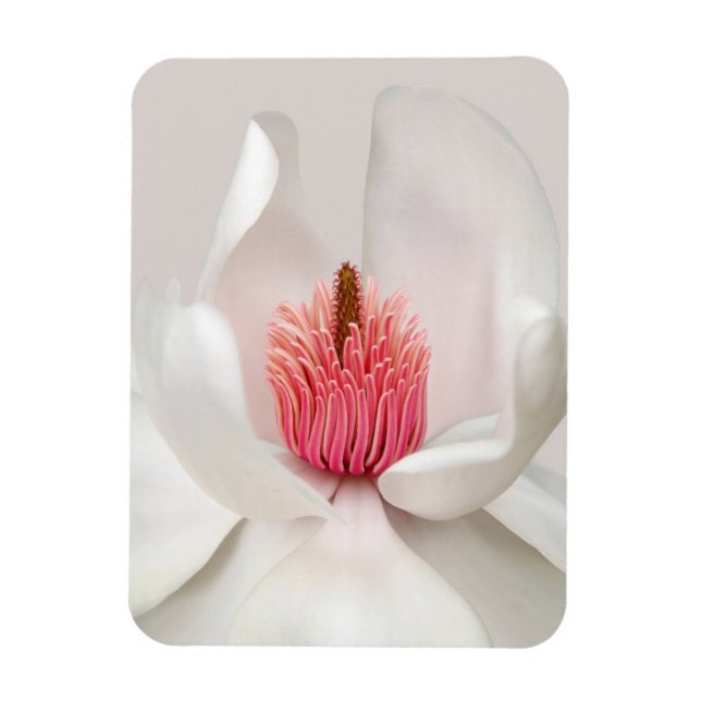 Blumen | White Magnolia Magnet (Vertikal)