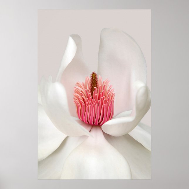 Blumen | White Magnolia Poster (Vorne)