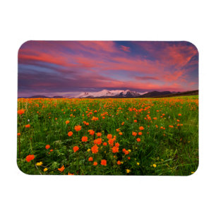 Blumen   Wildblume Felsschneebedeckte Berge Magnet