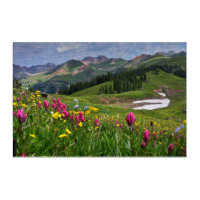 Blumen | Wildblumen Durango, Colorado