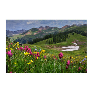Blumen   Wildblumen Durango, Colorado Acryl Wandkunst