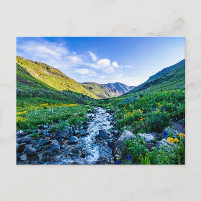 Blumen | Wildblumen in Colorado Postkarte (Vorderseite)