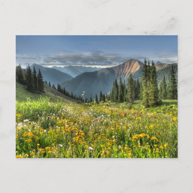Blumen | Wildblumen Silverton Colorado Postkarte (Vorderseite)