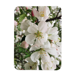 Blumenapfel Magnet