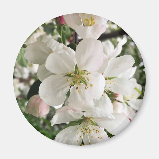 Blumenapfel Magnet (Vorne)