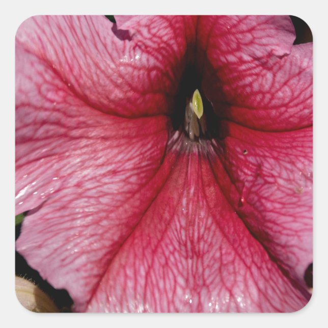 Blumenausbruch Quadratischer Aufkleber (Vorderseite)