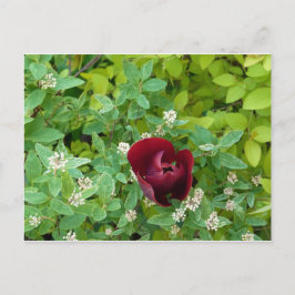 Blumenbeet im Frühjahr Postkarte