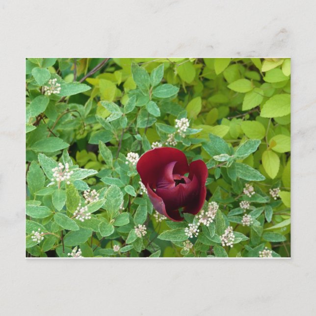 Blumenbeet im Frühjahr Postkarte (Vorderseite)
