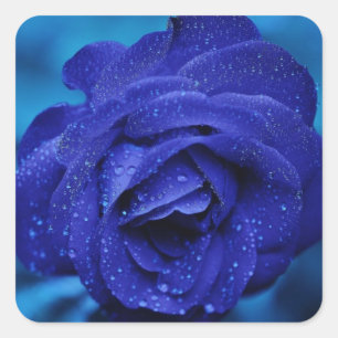 Blumenblauer Rose Blume - Hochzeit Quadratischer Aufkleber