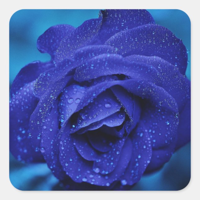 Blumenblauer Rose Blume - Hochzeit Quadratischer Aufkleber (Vorderseite)