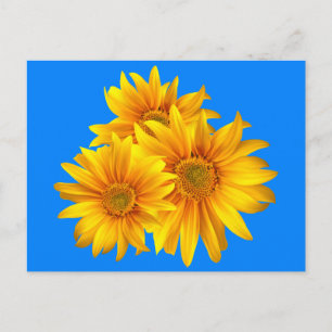 Blumenblume Gelbe Blüten Blauer Himmel Postkarte