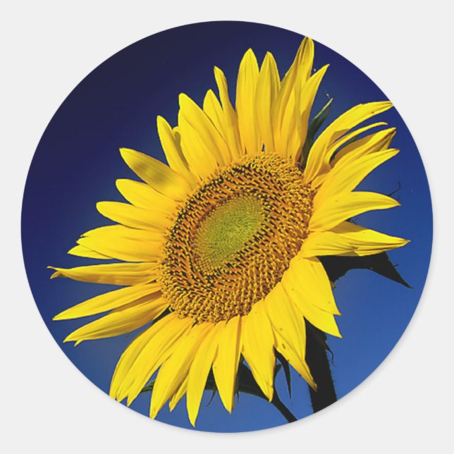 Blumenblume Gelbe Sonnenblumen Blume Hochzeit Runder Aufkleber (Vorderseite)