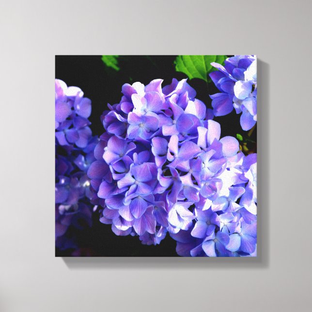 Blumenblumen, Blütenblüten, Hydrangeas Leinwanddruck (Vorderseite)