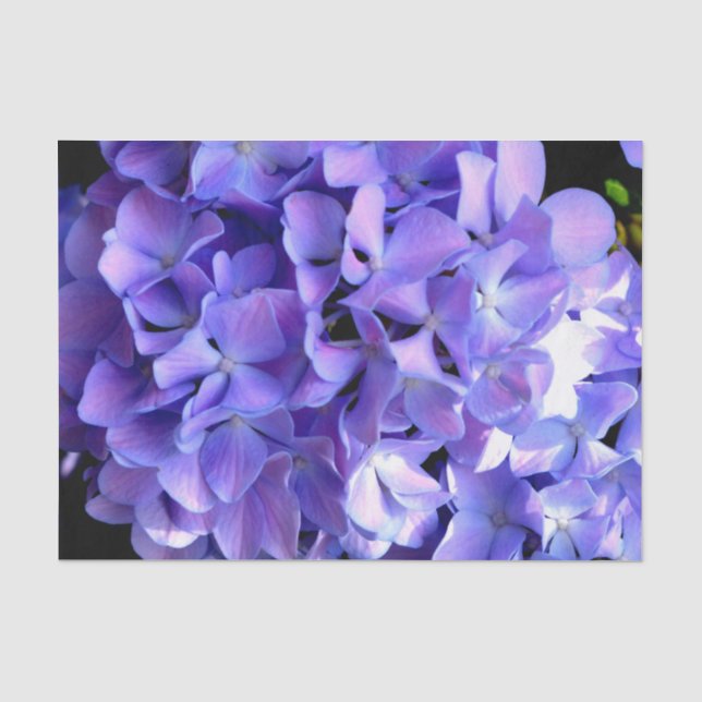 Blumenblumen, Blütenblüten, Hydrangeas Seidenpapier (Vorderseite)