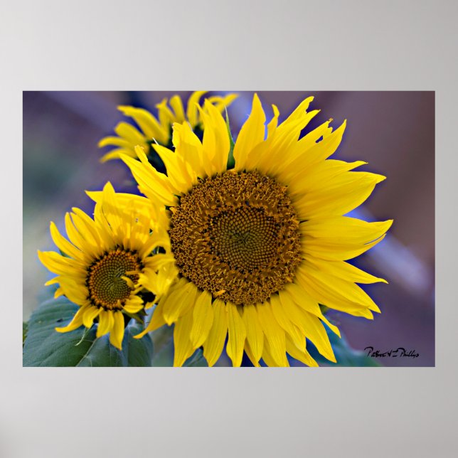 Blumencluster Sonnenblumen Nah-up-Foto Poster (Vorne)