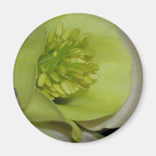 Blumendetail Magnet