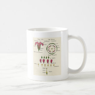 Blumendiagramm Kaffeetasse