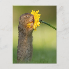 Blumeneichhörnchen Postkarte