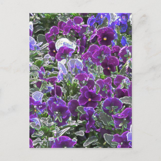 Blumenfeld 8420 Stiefmütterchen Postkarte (Vorderseite)