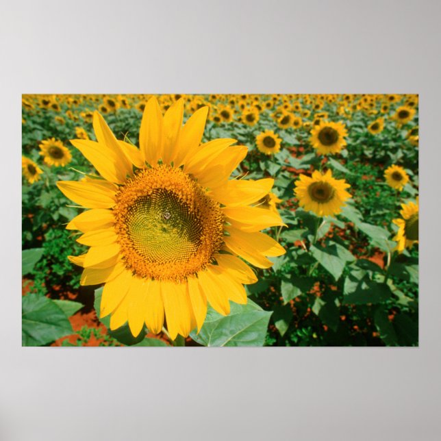 Blumenfeld. Bezirk Heidleberg Poster (Vorne)