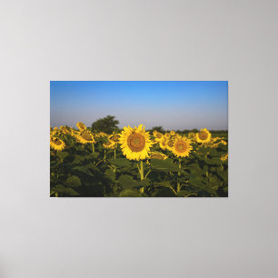 Blumenfeld Leinwanddruck