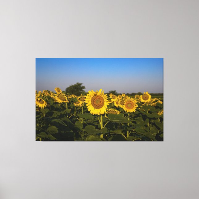 Blumenfeld Leinwanddruck (Vorderseite)