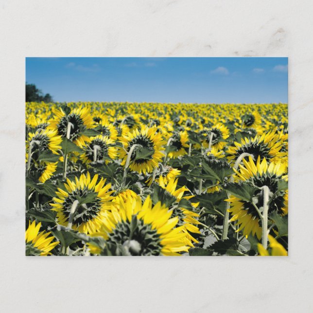 Blumenfeld Postkarte (Vorderseite)