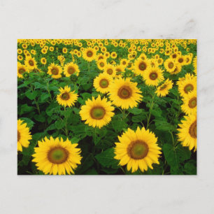 Blumenfeld Postkarte