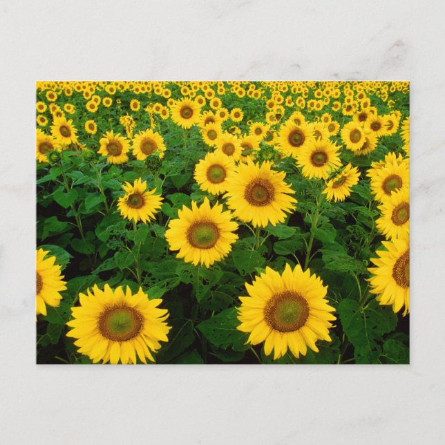 Blumenfeld Postkarte (Vorderseite)