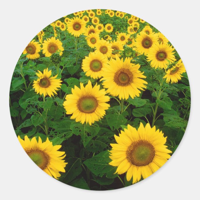 Blumenfeld Runder Aufkleber (Vorderseite)