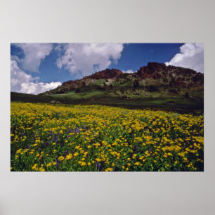 Blumenfelder nahe Sonora überschreiten, rosa Poster