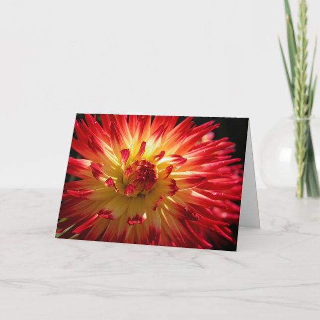 BlumenFeuerwerk Karte (Vorderseite)