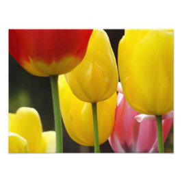 Blumenfotografie Drucke Tulip Blume Natur