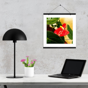 Blumenfotografie einer einzelnen roten Anthurie Poster