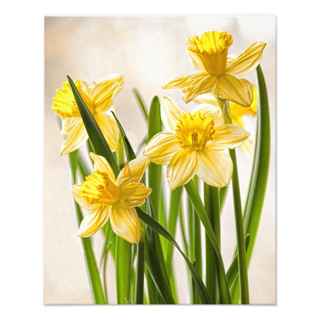 Blumenfotografie: Gelbe Frühlingsodien Fotodruck (Vorne)