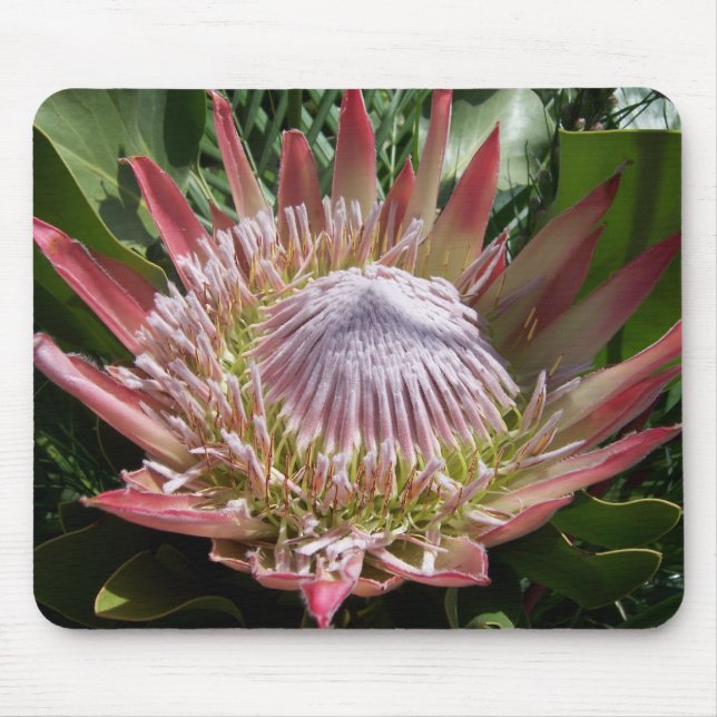 Blumenfotografie King Protea Mousepad (Vorne)