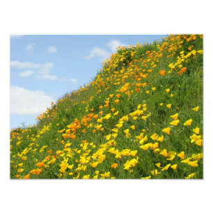 Blumenfotografie Orange Poppy Blume Fotodruck