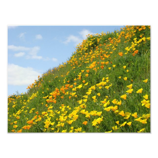 Blumenfotografie Orange Poppy Blume Fotodruck (Vorne)
