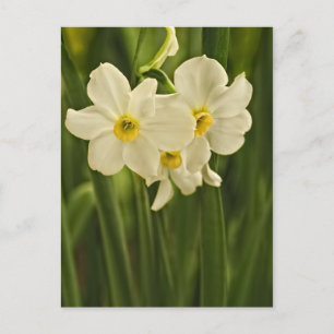 Blumenfotografie: Weißer Frühling Narzisse Postkarte