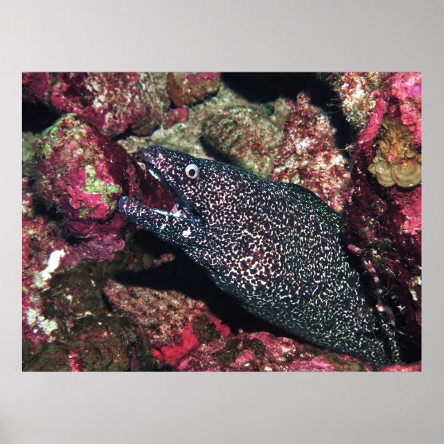 Blumengärten Moray Poster (Vorne)