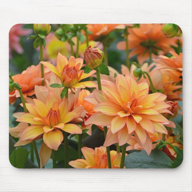 Blumengarten Orange dahlia Mousepad (Vorne)