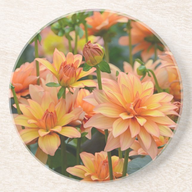 Blumengarten Orange dahlia Sandstein Untersetzer (Vorne)